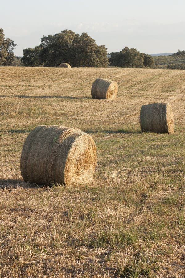 Hay bale drying in the field at harvest time. stock photo