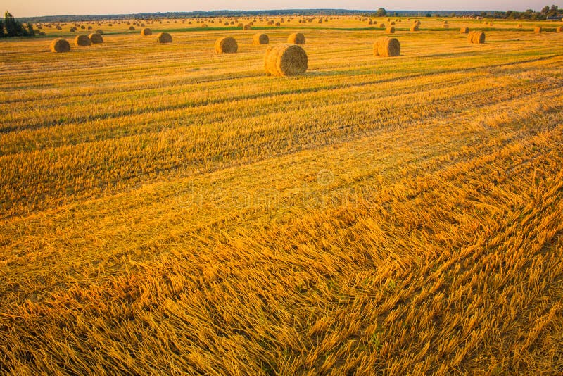 Hay bale in a field under a blue sky