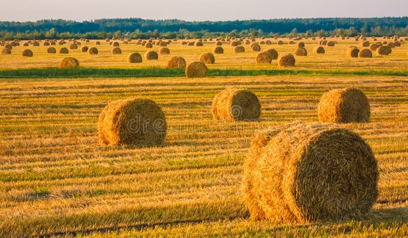 Hay bale in a field under a blue sky