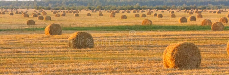 Hay bale in a field under a blue sky