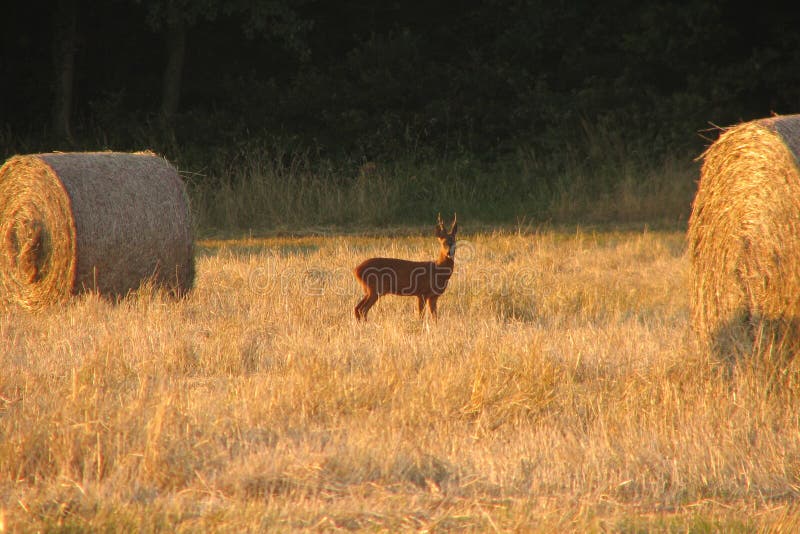 Hay bales