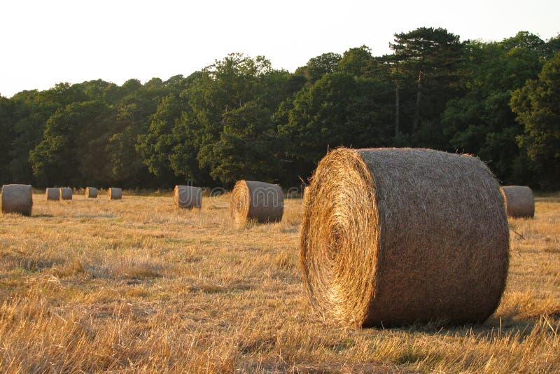 Hay bales