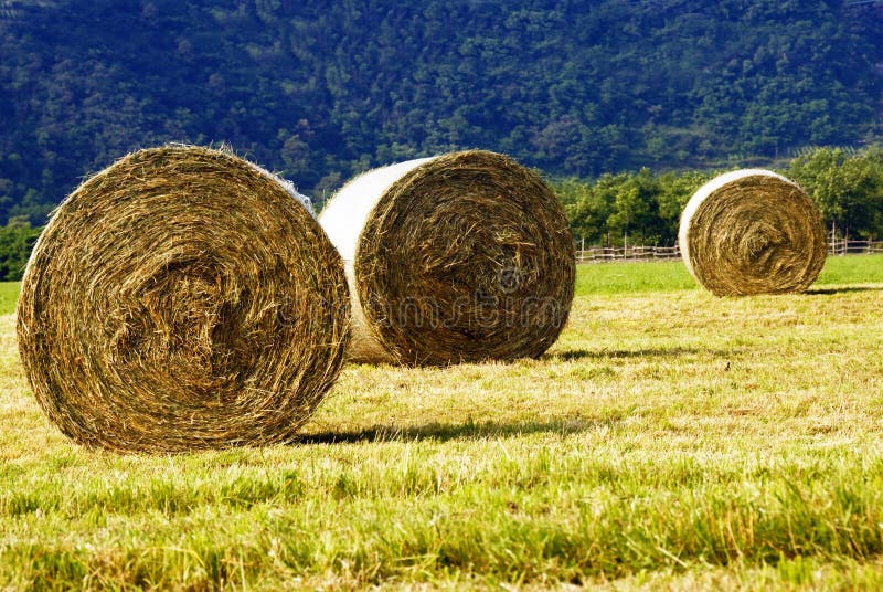 Reducir arrollado pacas de heno colocar en.