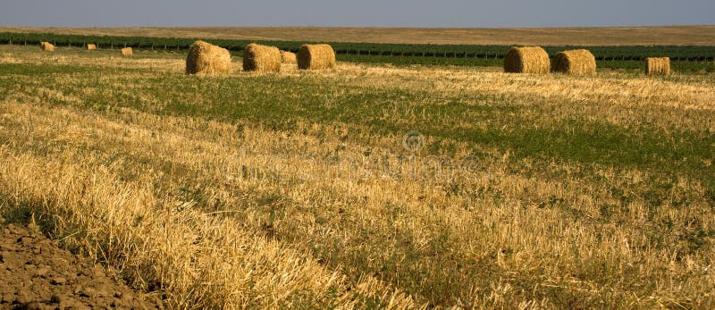 Hay bales