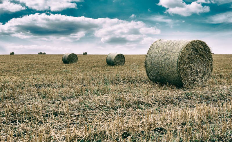 Hay bales on the field stock photo. Image of field, barley - 77754112