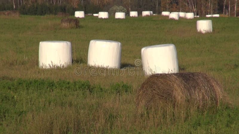 Hay bales in plastic on farm field