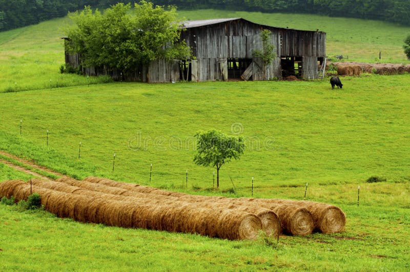 Hay bales stand near an old barn and cattle.
