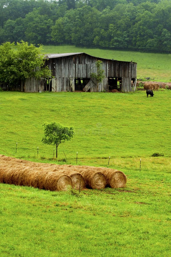 Hay Bales Stand Near An Old Barn And Cattle. Stock Photo Image of farmers, baled 29650804