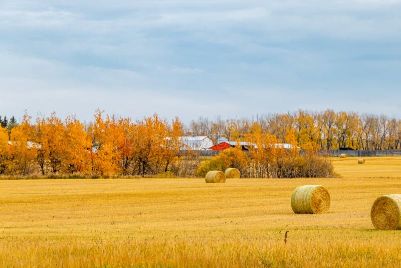 Hay Bales Wait for Storing in a Field. Red Deer County, Alberta, Canada
