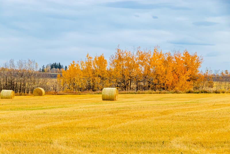 Hay bales wait for storing in a field. Red Deer County, Alberta, Canada