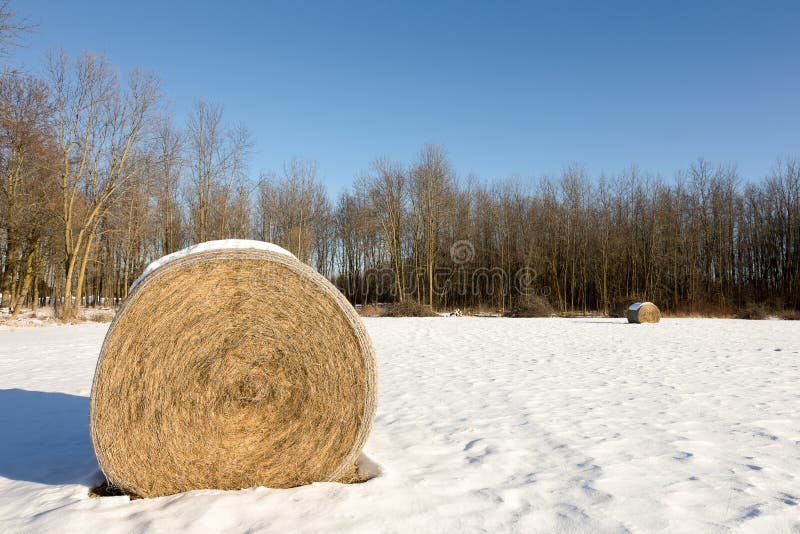 Hay Bales in a Winter Field Stock Image - Image of haystack, country ...