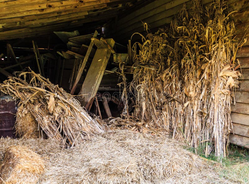 Hay and Corn Stalks in Old Barn Stock Photo Image of stalks, corn