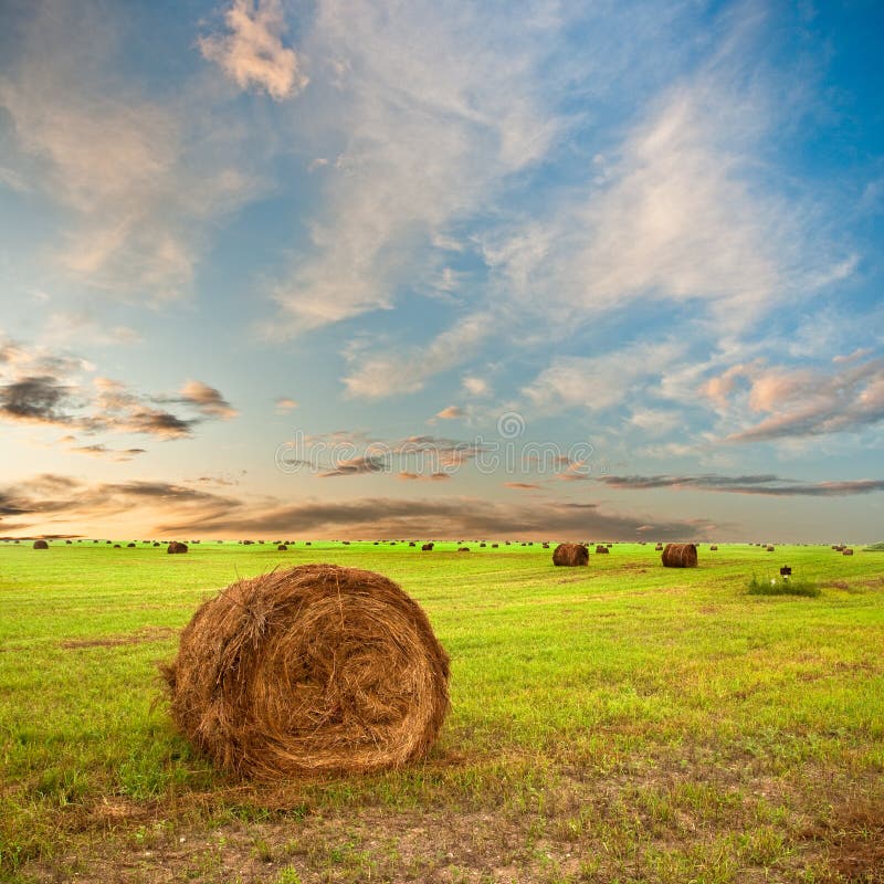 Hay on field