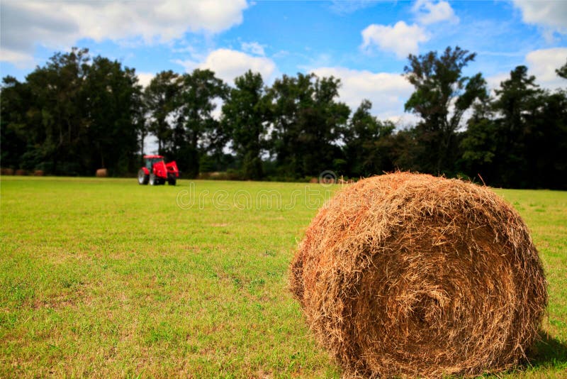 Hay, Plant, Grassland, Field Picture. Image 135689639