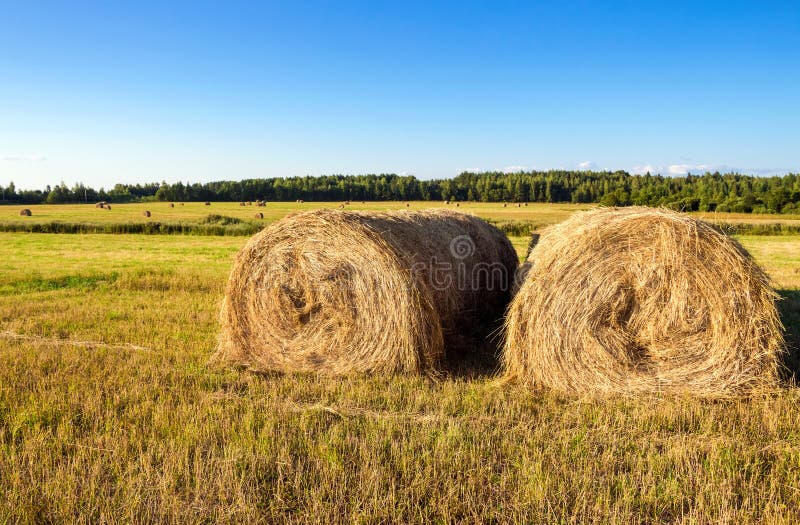 Hay on Field Under Blue Sky in Summer Day Stock Image - Image of ...