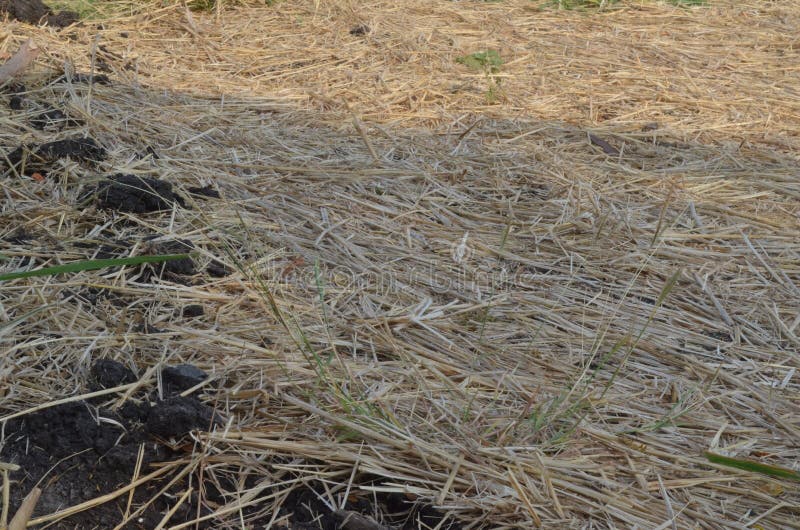 Hay on the floor. stock photo. Image of small, farmland 218112294