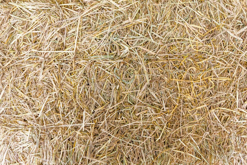 Hay on ground. stock image. Image of textured, heap, farm 70228971