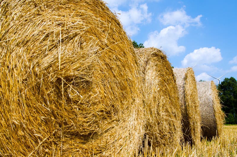 Hay harvest stock photo. Image of nature, fall, template 41116178