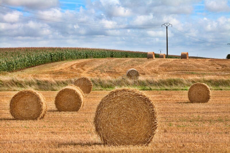 Hay harvest time