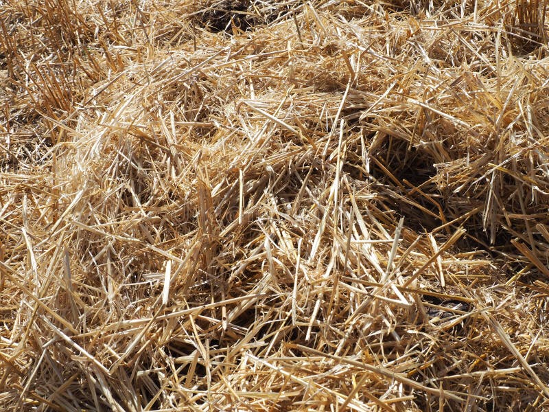Hay in the Harvested Wheat Field, Wheat Straw and Straw in the Field