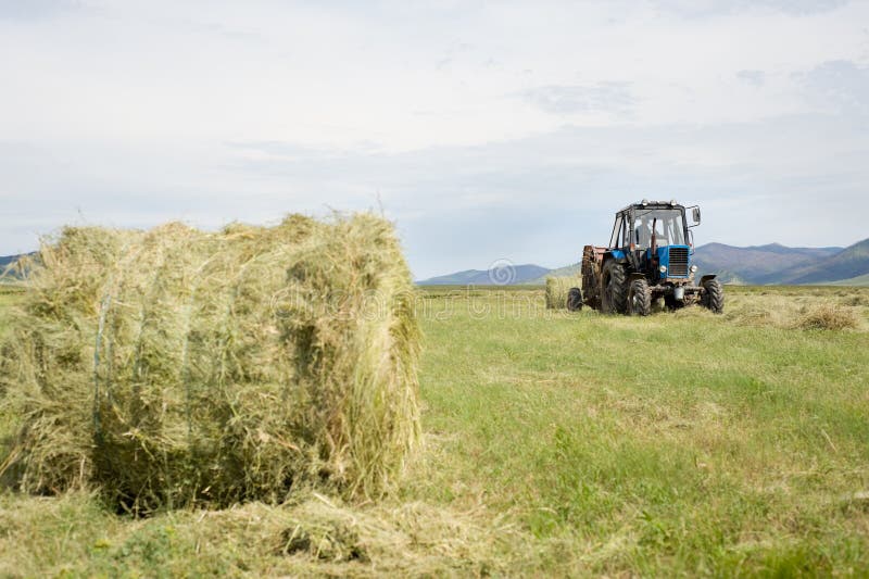Hay harvesting stock photo. Image of field, grass, meadow 12920342