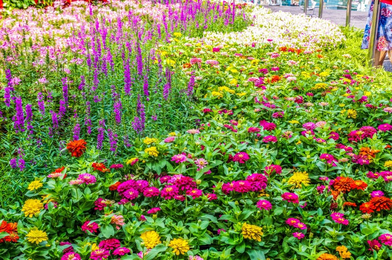 Hay Muchas Flores Hermosas Al Sol Foto de archivo - Imagen de enverdecimiento, grupo: 163836830 Hay Muchas Flores Hermosas Al Sol Foto de archivo - Imagen de enverdecimiento, grupo: 163836830