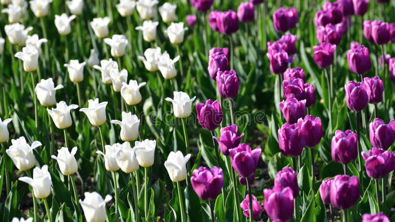 Hay Mucho Lila Y Los Tulipanes Blancos En Macizo De Flores Imagen de  archivo - Imagen de bulbos, lila: 116903735