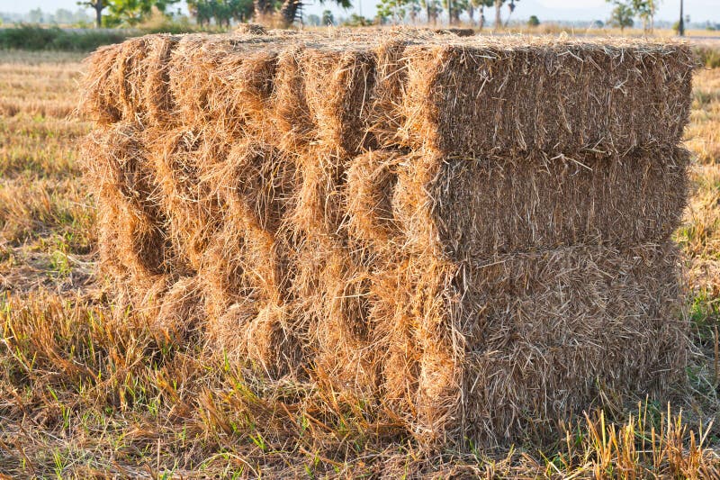 Hay pile at the countryside