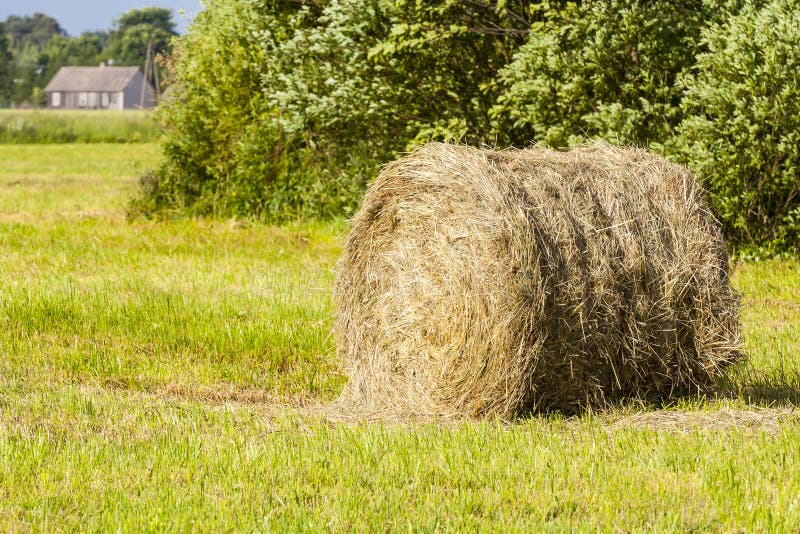 Hay rolled up. stock photo. Image of farmland, countryside - 41544296