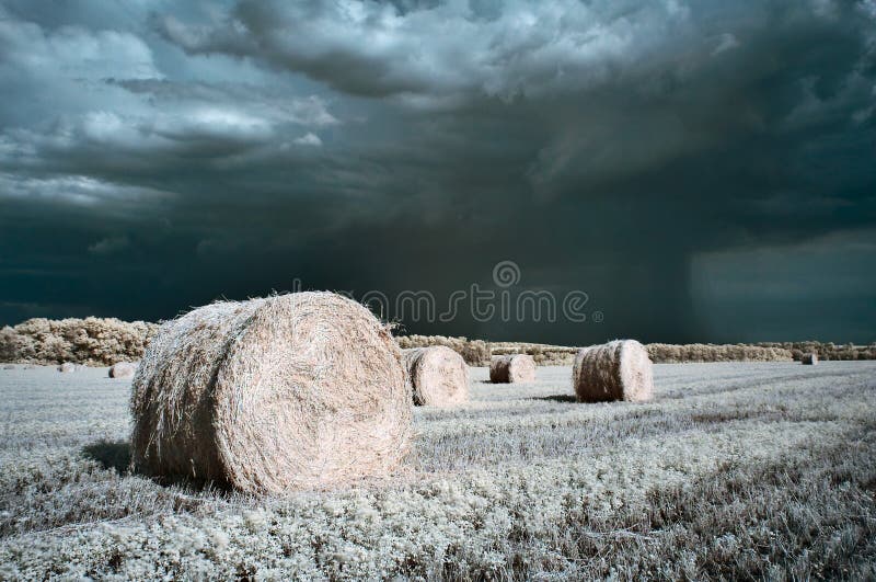 Hay rolls