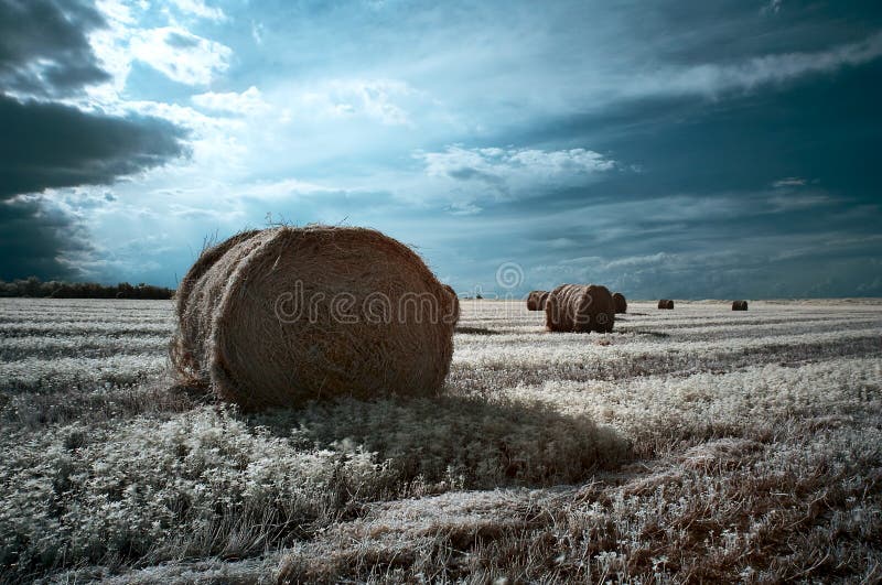 Hay rolls