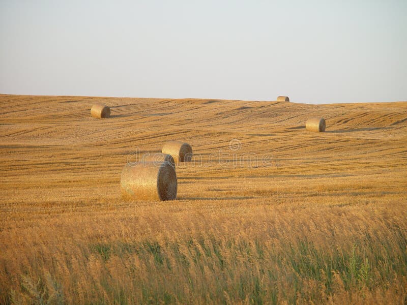 Hay Rolls in Field stock photo