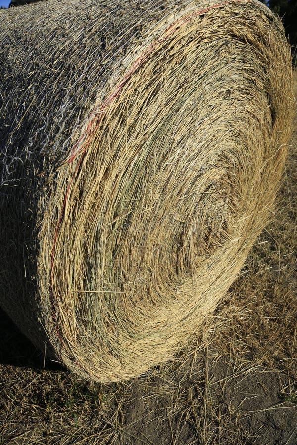 Hay Rolls stock photo. Image of export, blue, grain, dried 32527380