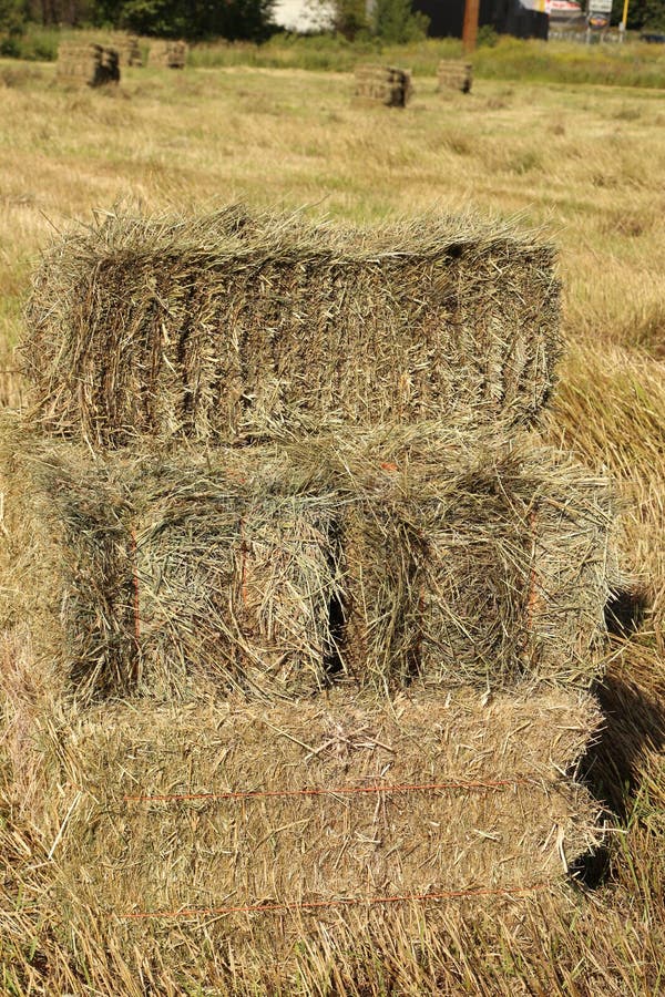 Hay stock photo. Image of bale, hayloft, crop, hayfield 32375484