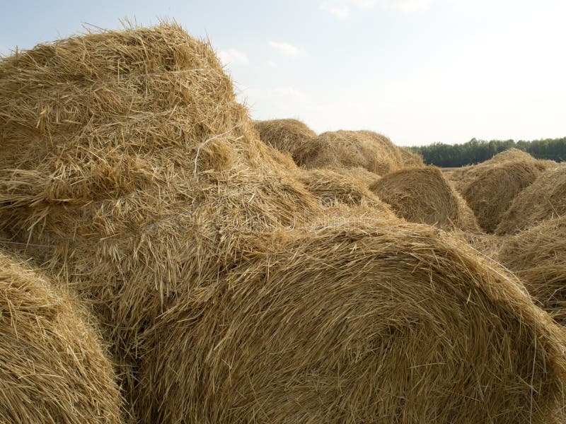 Hay and straw bales stock image. Image of agriculture 45873181