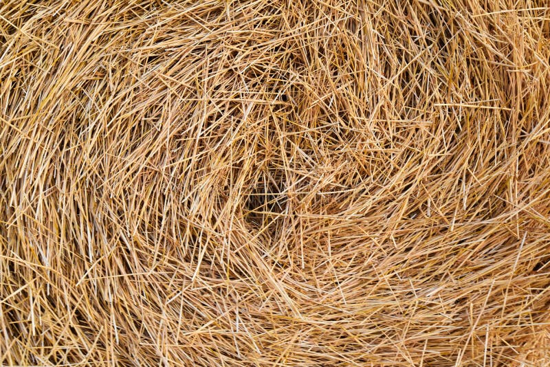 Hay Straw Dry Background For Design Texture Funnel Of Dry Grass