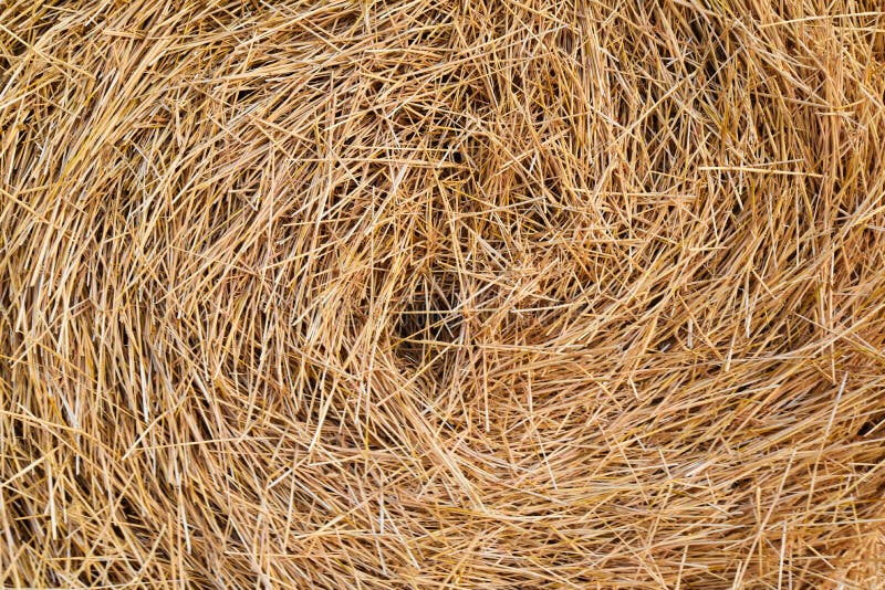 Hay, Straw, Dry Background for Design, Texture. Funnel of Dry Grass Stock Photo Image of