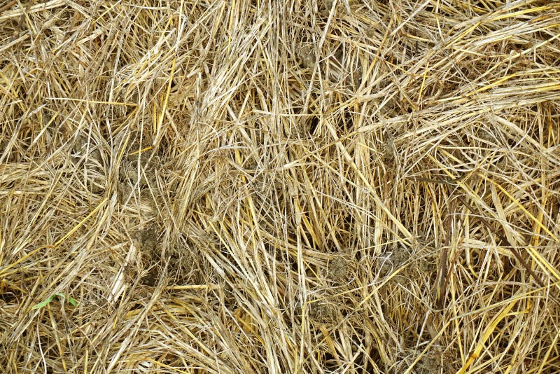 Hay texture