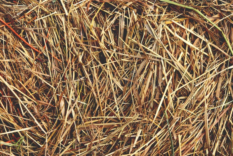 Hay Texture. Dried Grass Background Stock Image Image of macro, farming 181427875