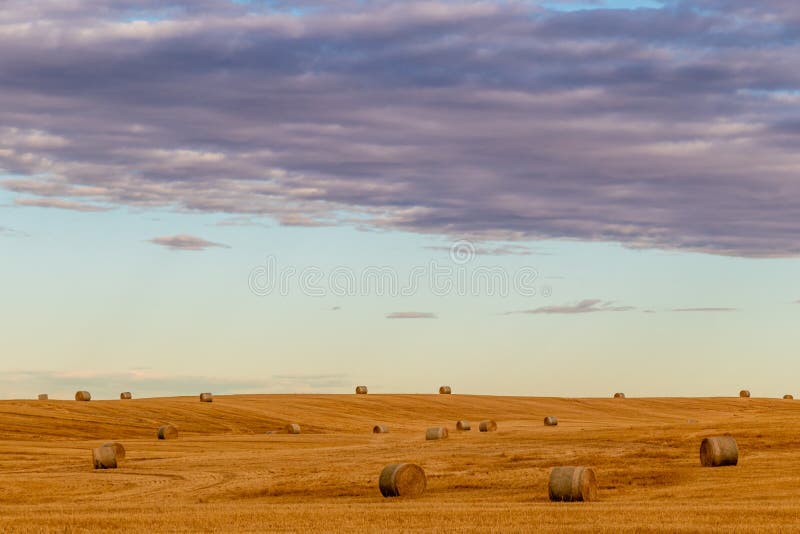 Haybales in Fall Fields. Wheatland County, Alberta, Canada Stock Image