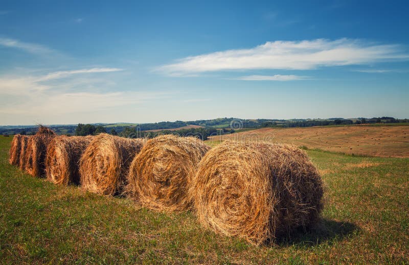 hayfield Hooi die Zonnig de herfstlandschap oogsten broodjes van vers droog hooi op de gebieden de tractor verzamelt gemaaid gras royalty-vrije stock foto hayfield Hooi die Zonnig de herfstlandschap oogsten broodjes van vers droog hooi op de gebieden de tractor verzamelt gemaaid gras royalty-vrije stock foto