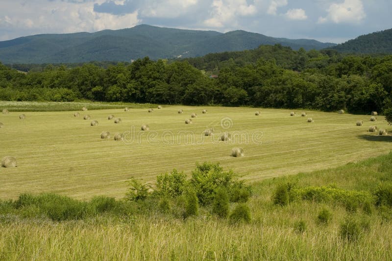 Hayfield, inizio dell'estate immagini stock Hayfield, inizio dell'estate immagini stock