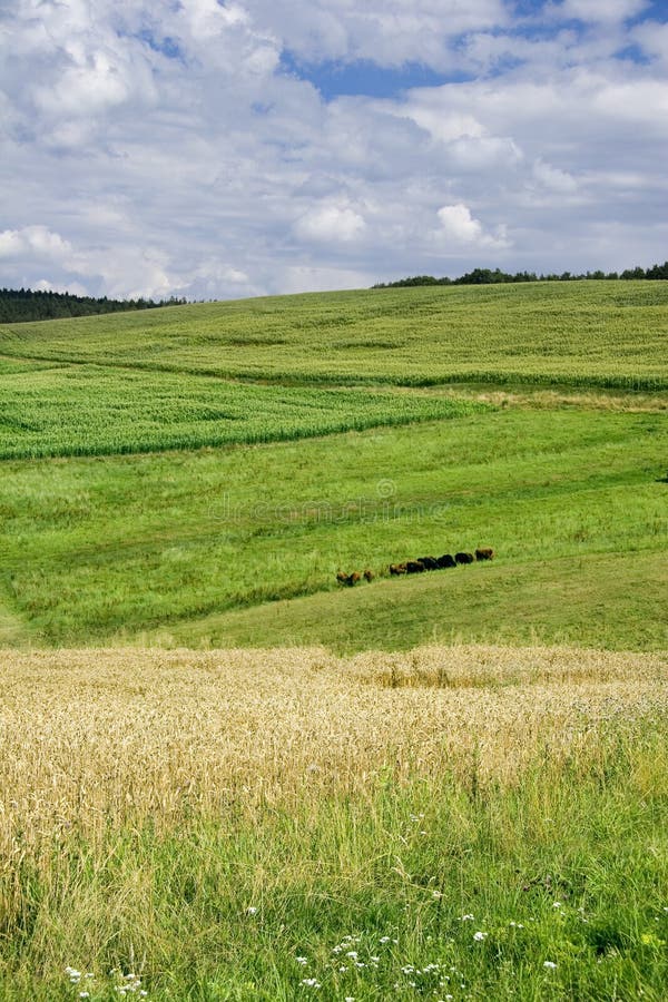 Hayfield Landscape