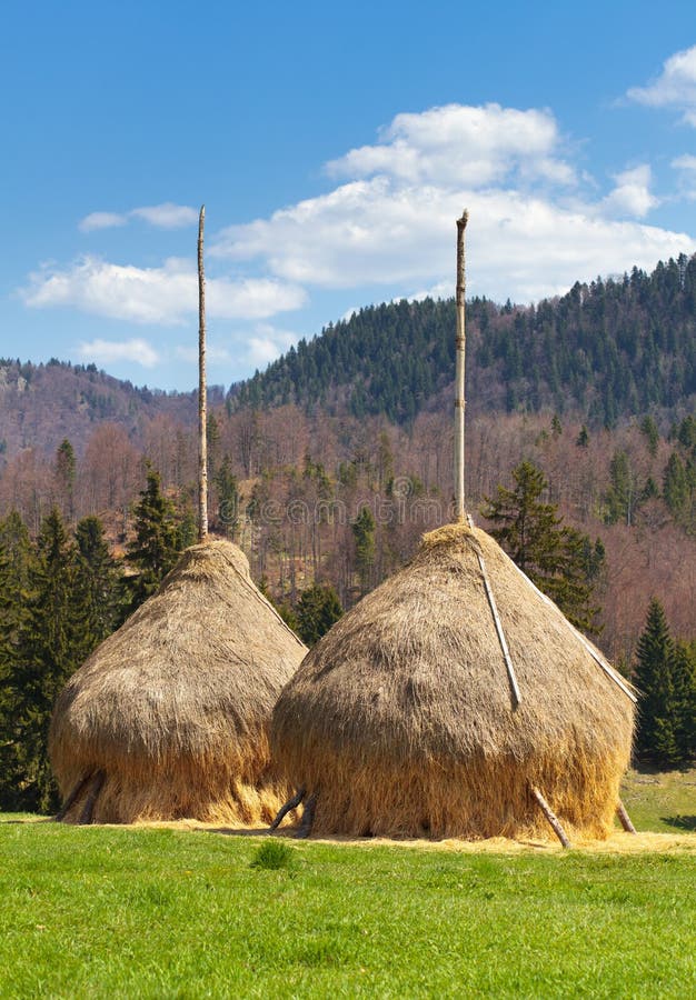 Hayricks in countryside