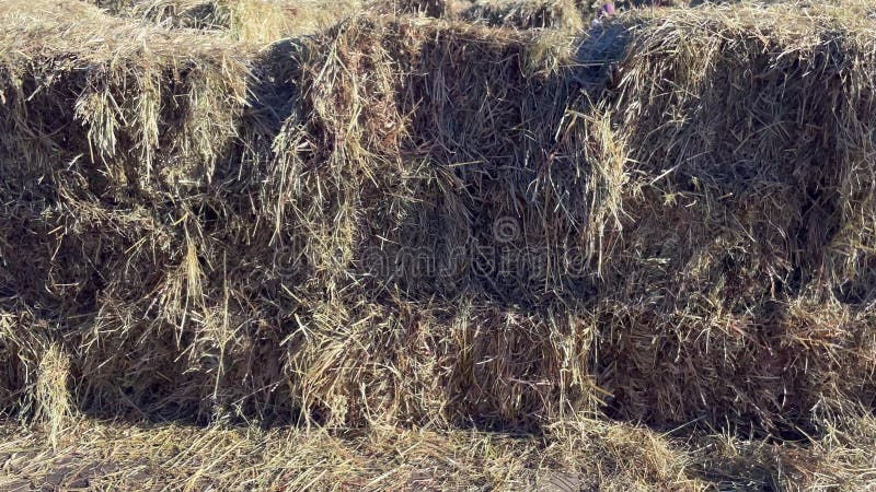 Dry Straw On The Road Haystack Hay Straw Bale Of Hay Group Dry