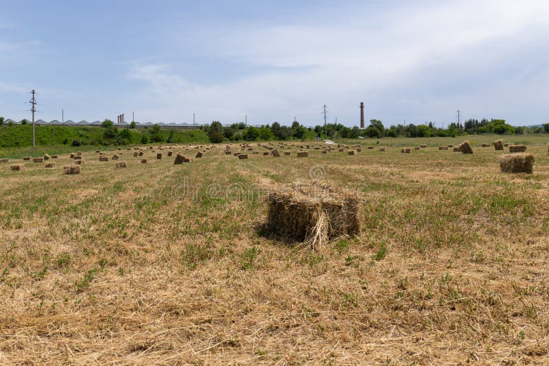 Haystack Or Hay Straw Mowed Dry Grass Hay In Stack On Farm Field Hay