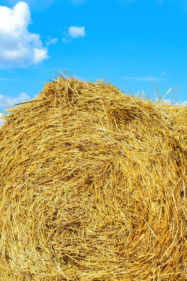 Haystack i bakgrunden. Insamlad hö mot himlen. jordbrukets texturbakgrund