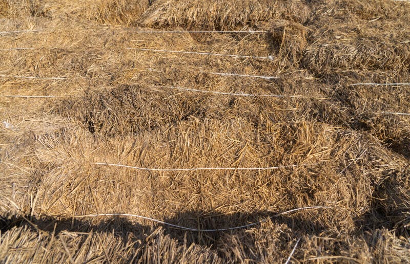 Haystack Or Natural Dry Hay Straw In Grain Field In Farm Pattern