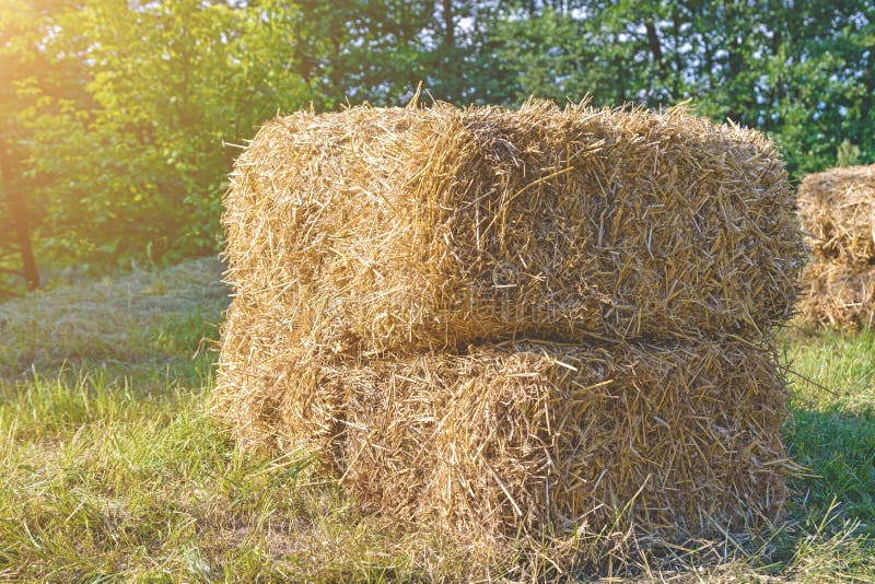 Haystack To Feed Cattle Rectangular Stock Photo - Image of agriculture ...