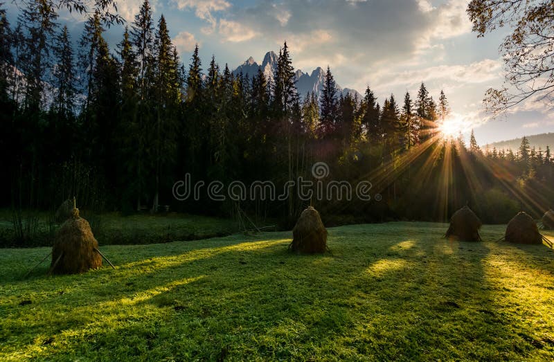 Haystacks on the forest meadow in High Tatras